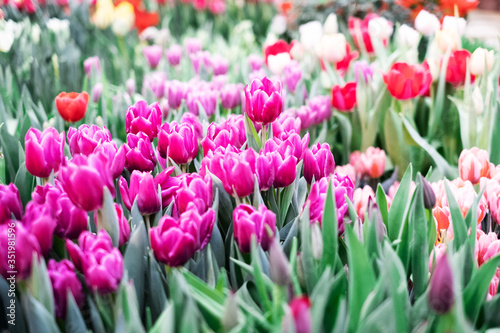 Group of colorful tulip. Pink flower tulip lit by sunlight. Soft selective focus