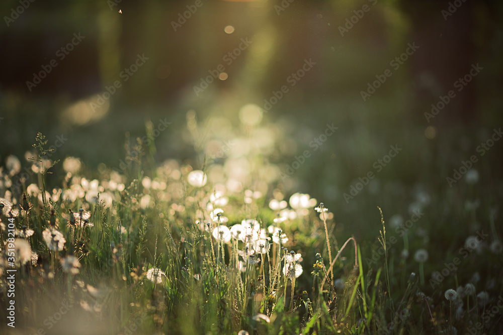 Summer magic flowers in beautiful light. Dandelion in the summertime at the sunset. Green grass in the morning. Summer magic flowers in beautiful light. Dandelion in the summertime at the sunset. Green grass in the morning.