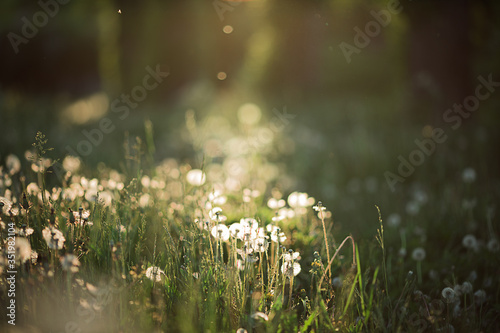 Summer magic flowers in beautiful light. Dandelion in the summertime at the sunset. Green grass in the morning. 
