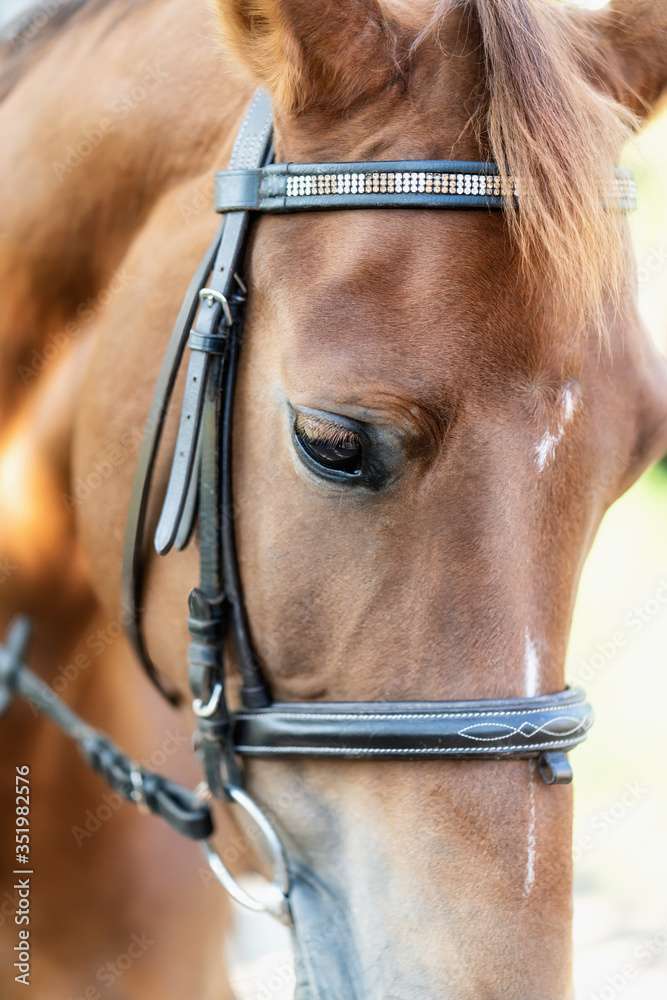 Obraz premium Piękny portret konia z uzdą.