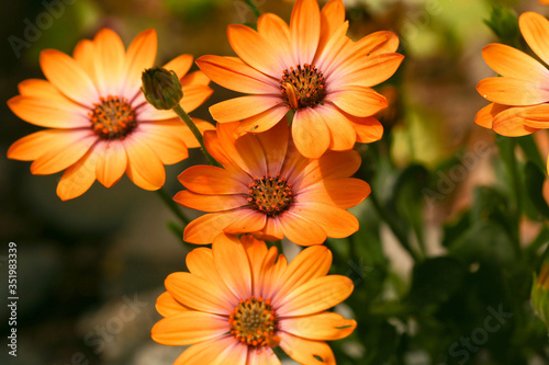 Kapk  rbchen  Osteospermum