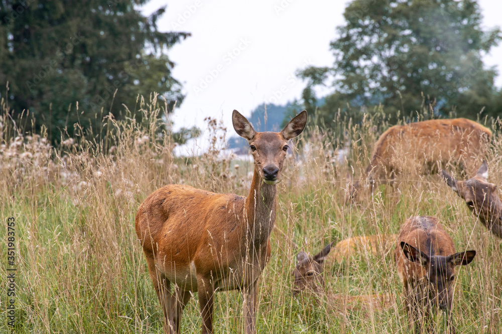 Die Rehe Die Rehe