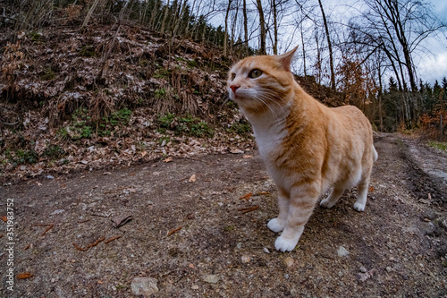 Orange Katze