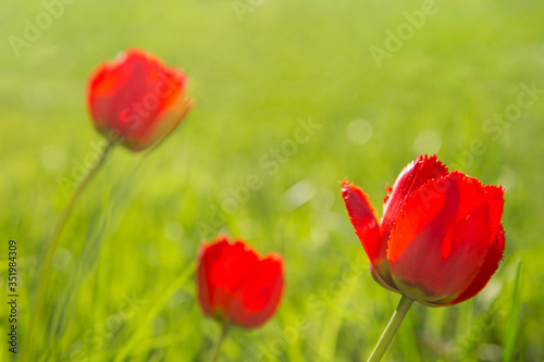 Red tulips in the garden. Flowers in the backlight.