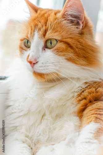Red cat on a white windowsill. Cat portrait