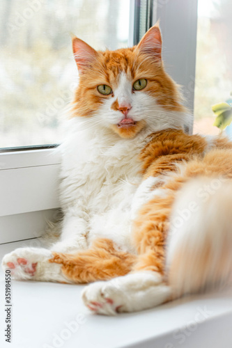 Red cat on a white windowsill. Cat portrait