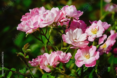 Evergreen roses, flower of de Mediterranean