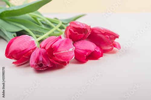 Beautiful red tulips lie on a light pink background, top view