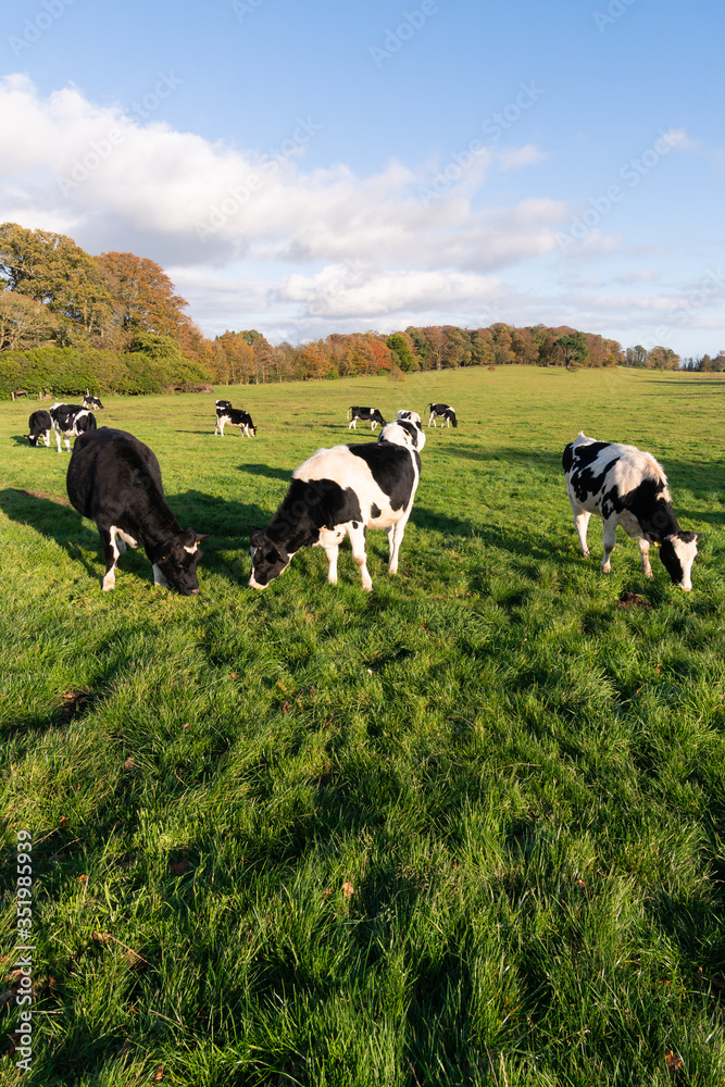 Cows in Castlewellan United Kingdom