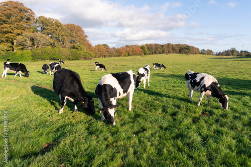 Cows in Castlewellan Northen Ireland