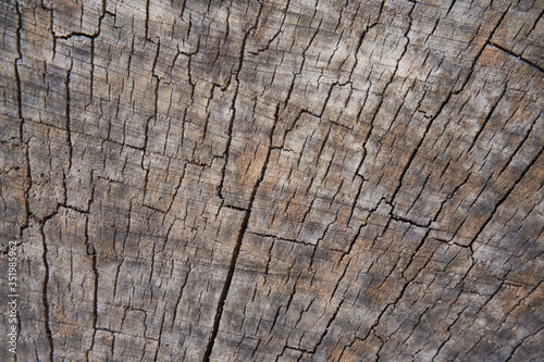 Stump of tree. Cross section of the tree. Beautiful wooden background with cracks