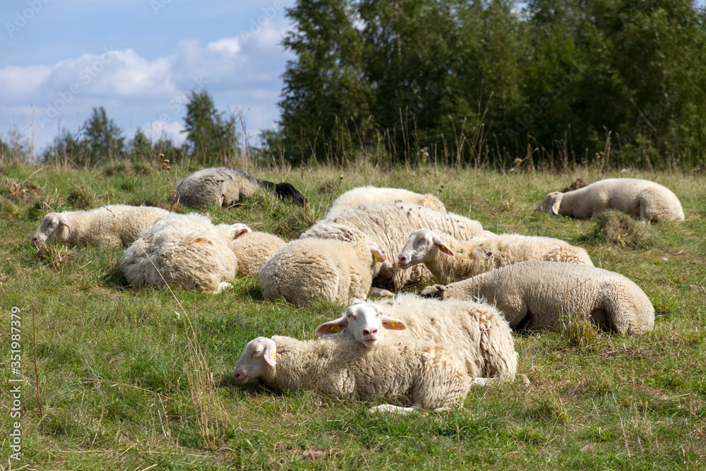 Fototapeta premium sheeps in the field