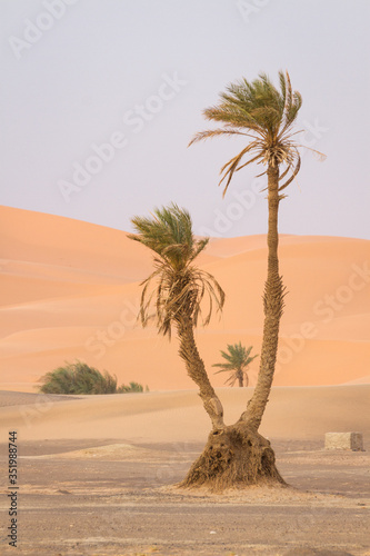 palm trees in the desert