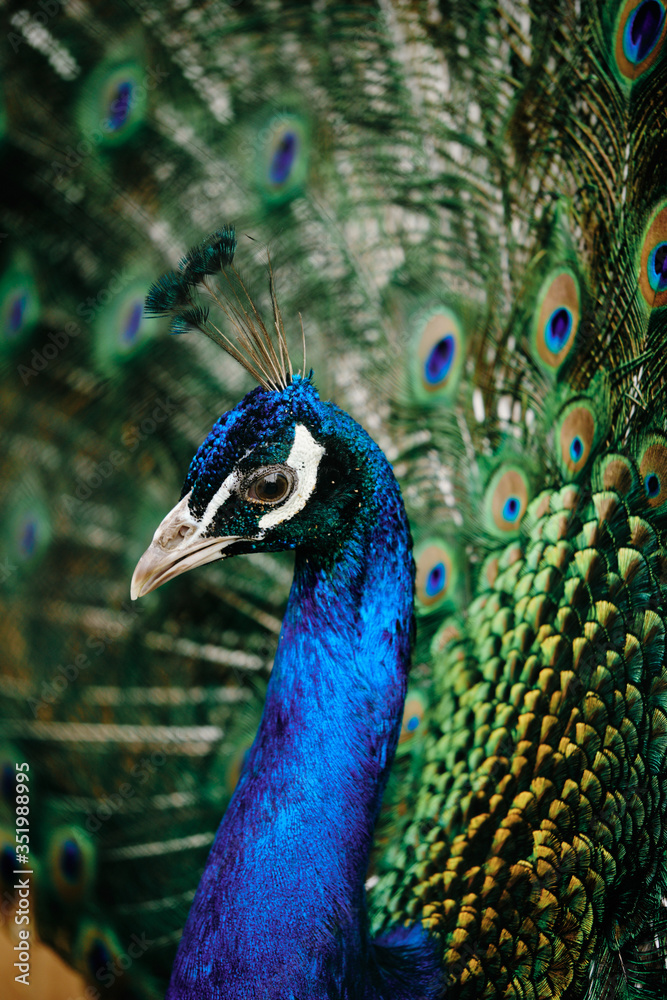 Obraz premium peacock with feathers out during his exhibition for mating