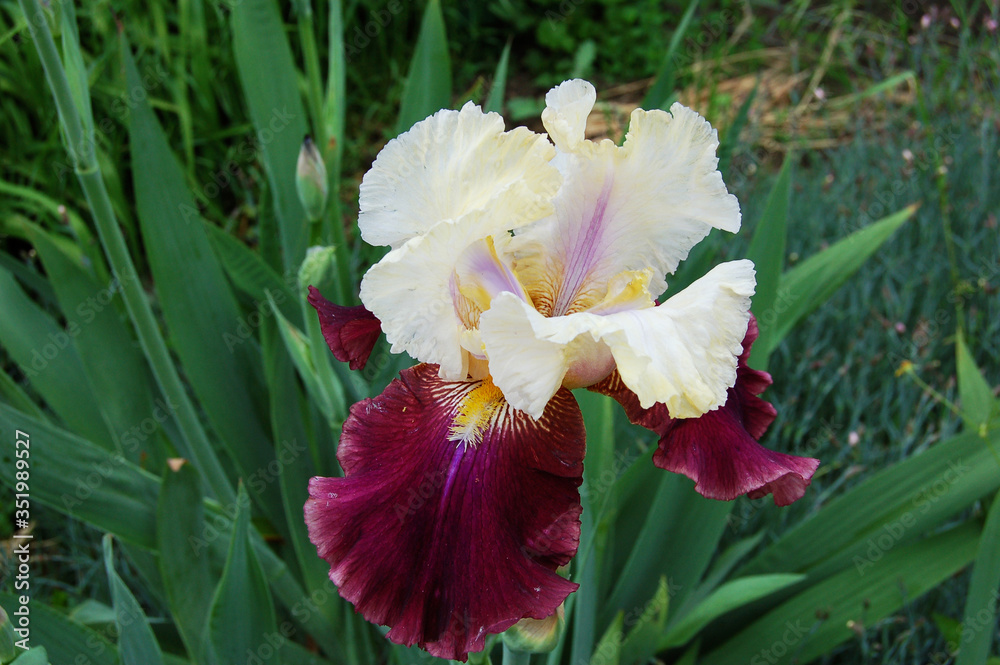 Fototapeta premium Iris flower with white upper petals and bard lower ones