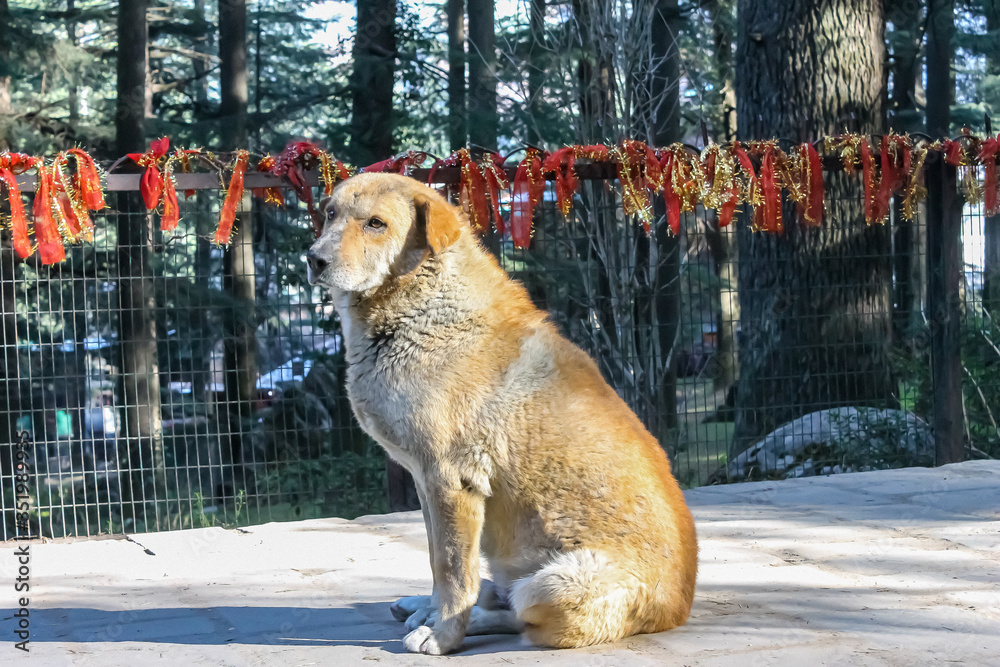 Obraz premium dog in the snow 