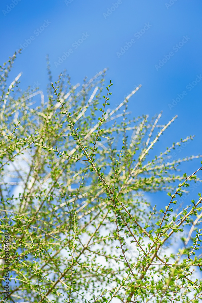 tree branches with green leaf against the blue sky blurred image