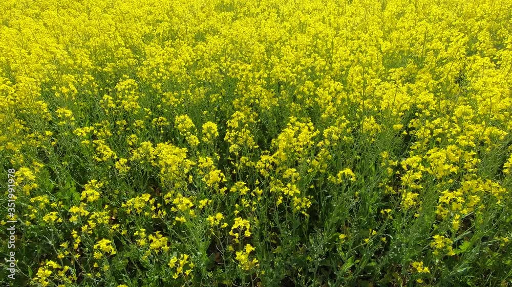 Yellow canola field. Field of blooming rapeseed. Yellow canola field. Field of blooming rapeseed.