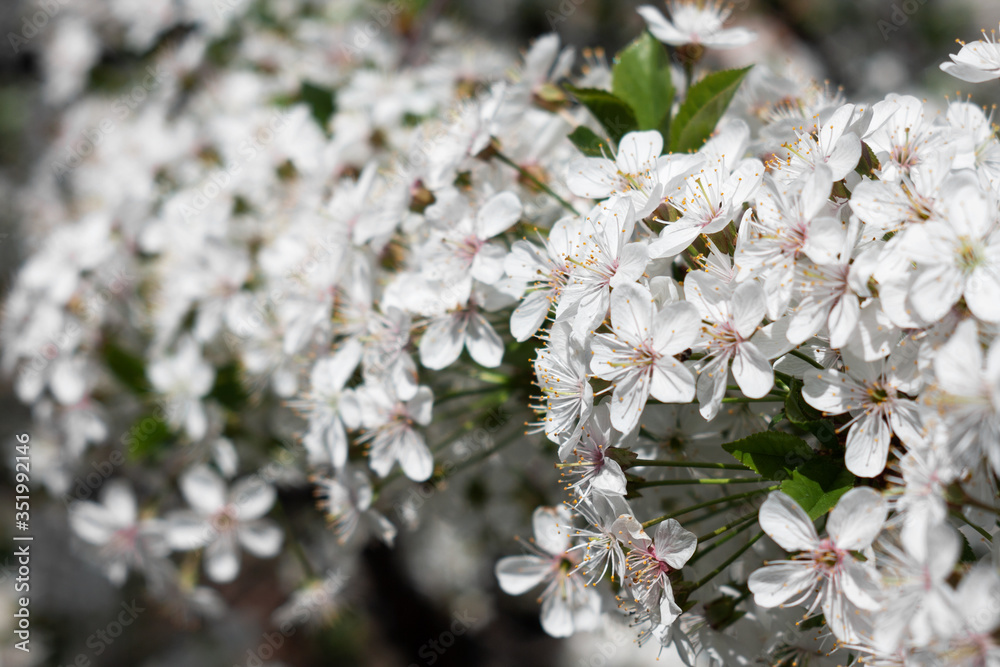 Fototapeta premium Close-up, lots of blooming white cherry flowers.