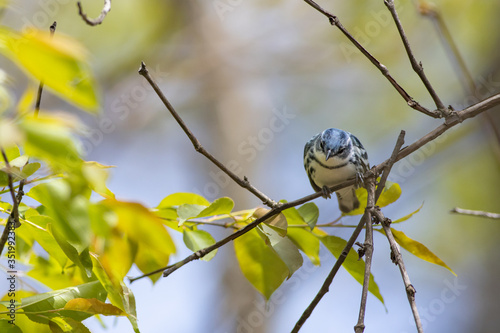 Male cerulean warbler - Setophaga cerulea