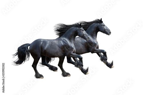 Two black friesian horses gallop isolated on white
