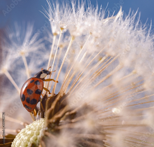 Harlequin ladybird, Harmonia axyridis, or Asian ladybird close-up on a fluffy dandelion.