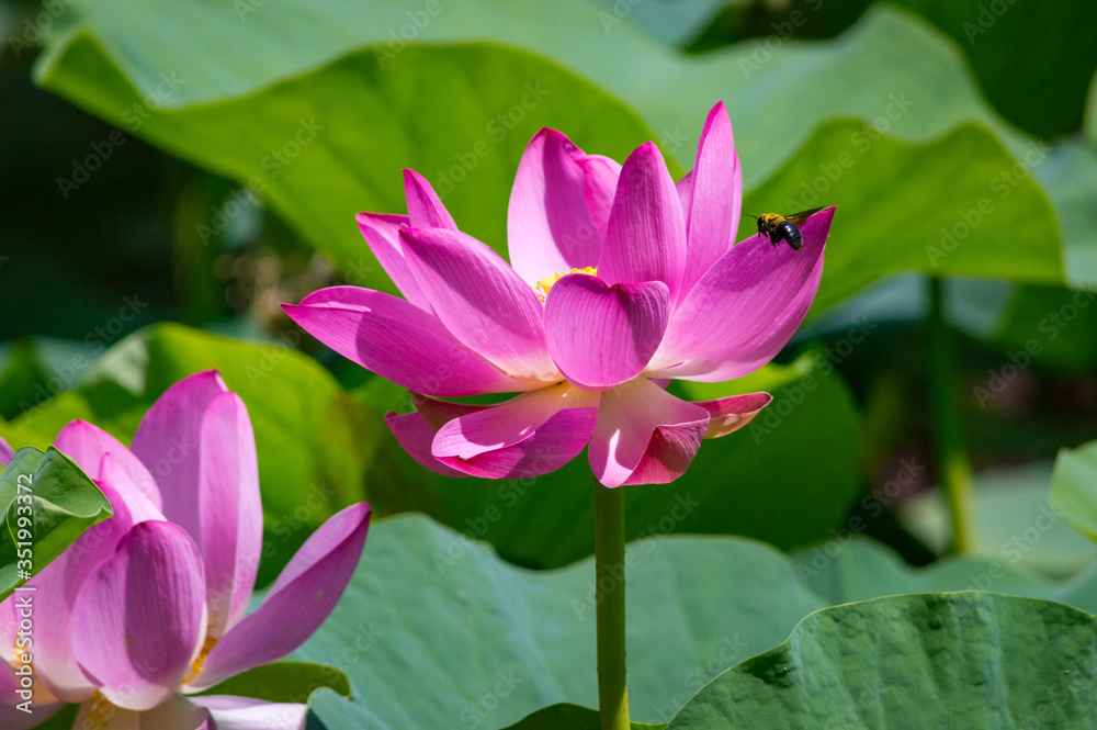 Close-up of beautiful pink waterlily lotus flower Close-up of beautiful pink waterlily lotus flower