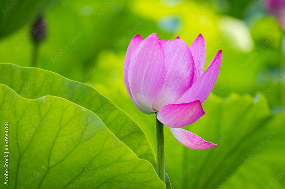 Close-up of beautiful pink waterlily lotus flower
