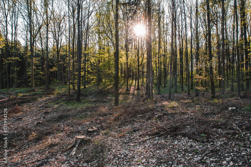 Fototapeta premium View of forest, colorful woods, beautiful nature.