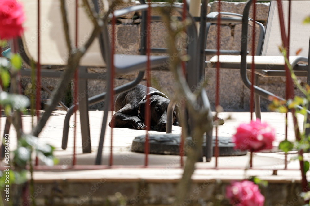 Perro de color negro descansando al sol en una terraza con una barandilla por delante.