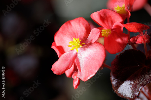 Begonia roja solitaria.