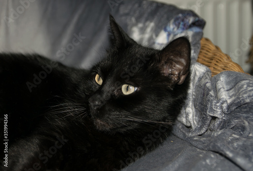 Darkness Cat