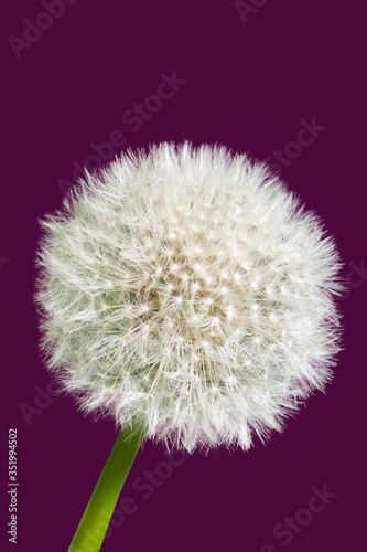 Fluffy dandelion isolated on dark purple background