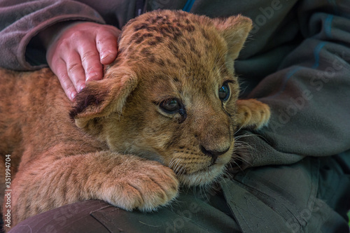 Woman stroking a little lion cub that lies on her lap. The Panthera leo is a species in the family Felidae; it is a deep-chested cat with a short, rounded head and a hairy tuft at the end of its tail.