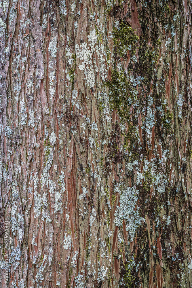Fototapeta premium tree bark texture
