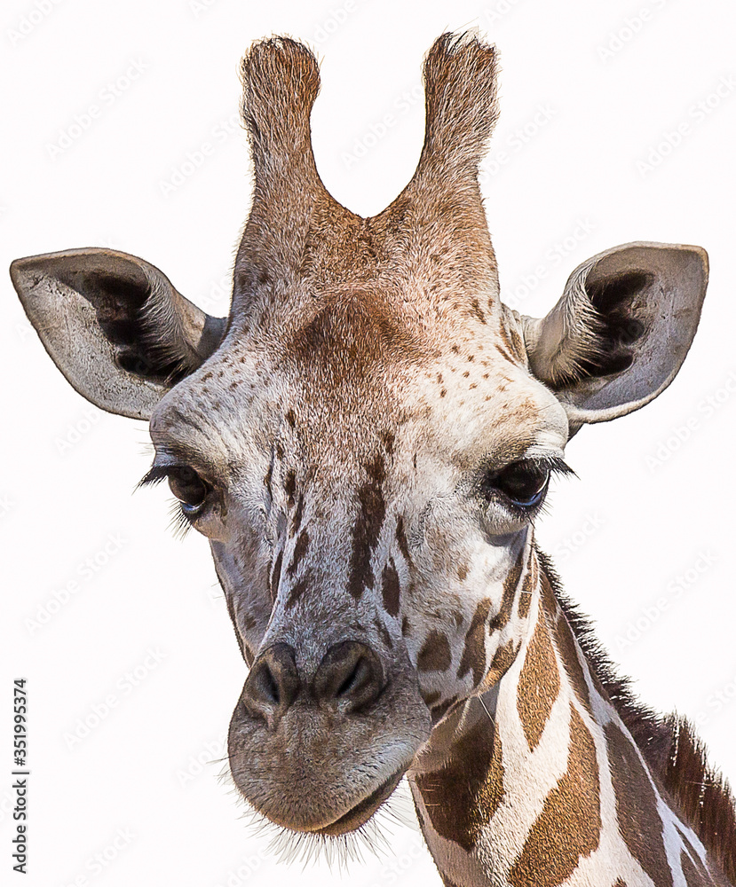 Obraz premium The Angolan giraffe (Giraffa giraffa angolensis), also known as the Namibian giraffe, is a subspecies of giraffe that is found in northern Namibia, south-western Zambia, Botswana, and western Zimbabwe
