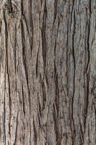 tree bark texture © Gary