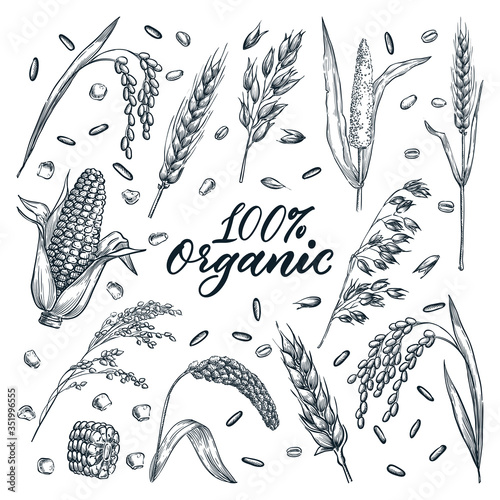 Organic ears grain set, on white background. Vector hand-drawn sketch illustration. Cereal harvest agriculture icons