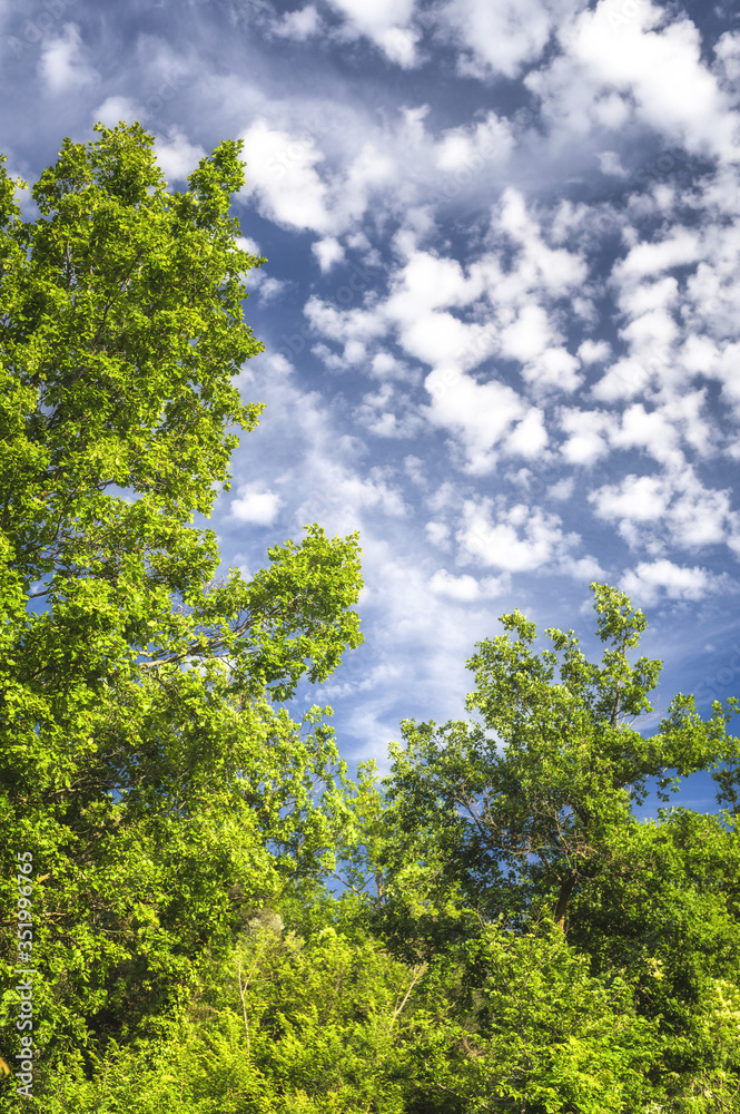 Green nature on a beautiful sunny day Green nature on a beautiful sunny day