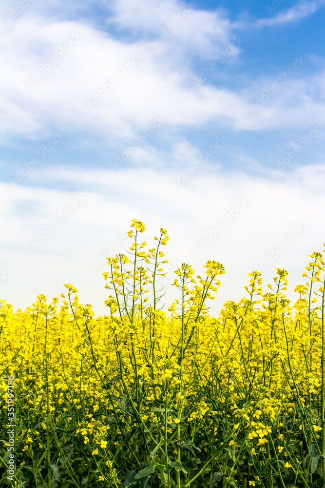 Blühendes Rapsfeld im Frühling an einem Tag mit blauem Himmel Blühendes Rapsfeld im Frühling an einem Tag mit blauem Himmel