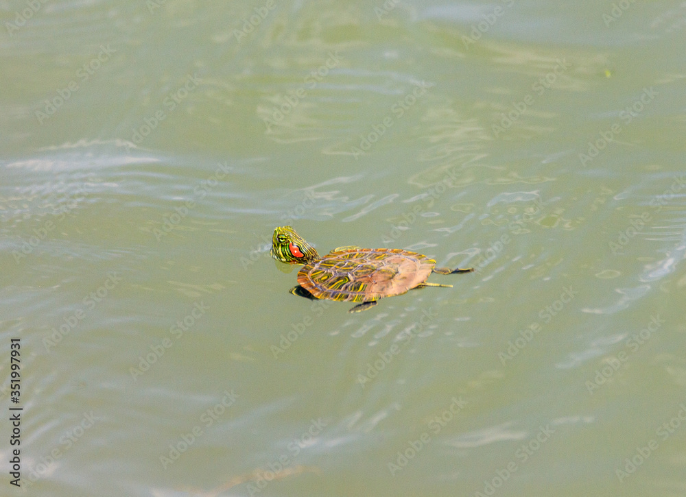 Wild aquatic turtles Wild aquatic turtles