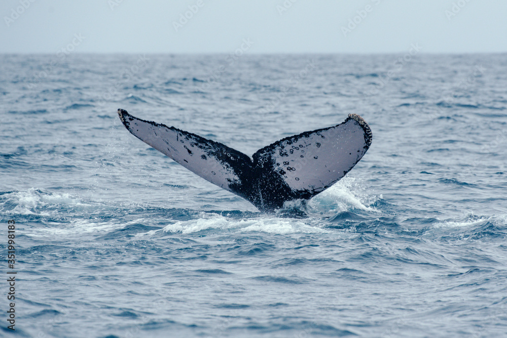 Fototapeta premium Humpback Whale photographed in Vitoria, Capital of Espirito Santo. Southeast of Brazil. Atlantic Ocean. Picture made in 2019.