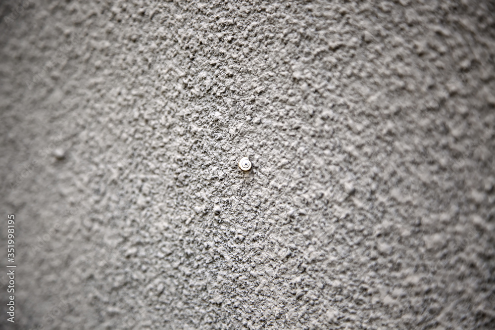 Obraz premium Dry snail wall