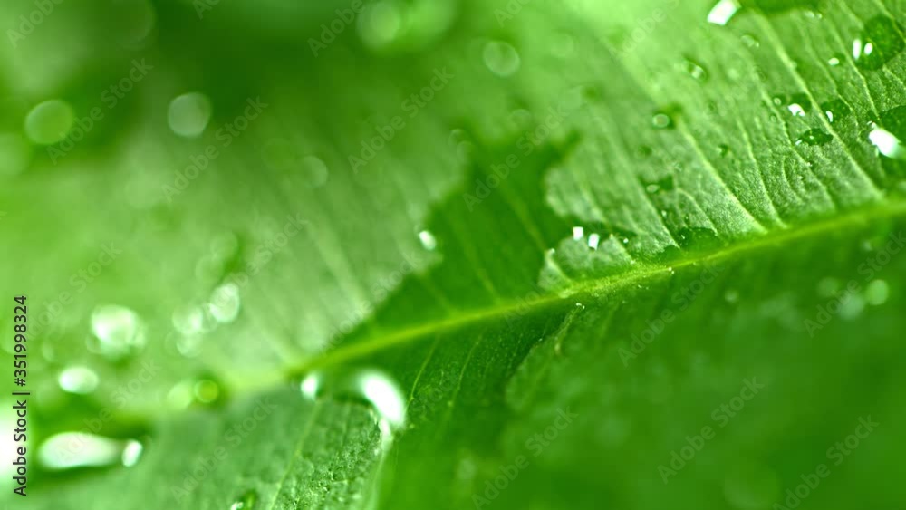 Super Slow Motion Macro Shot of Water Droplet Falling on Fresh Grean Leaf at 1000fps. Super Slow Motion Macro Shot of Water Droplet Falling on Fresh Grean Leaf at 1000fps.