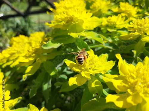 bee on flower