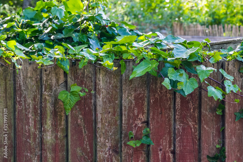 Green ivy on an old wooden garden fence. © CBVanzella
