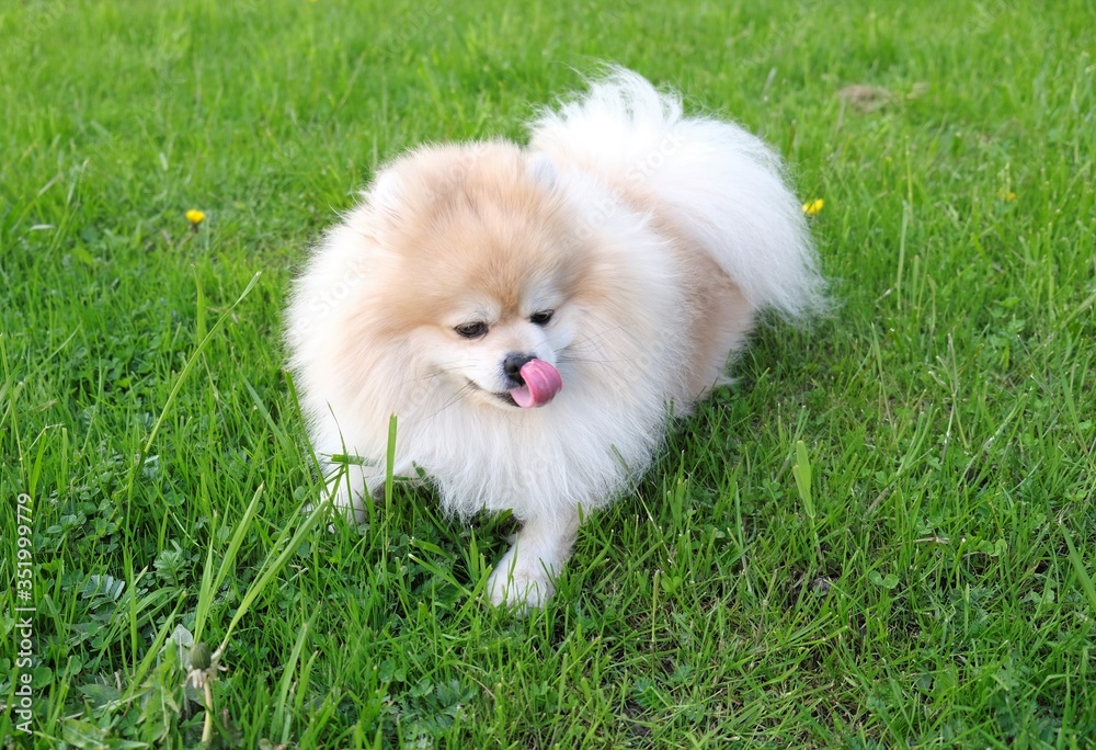 happy Pomeranian and pink tongue on a walk in the green grass Park