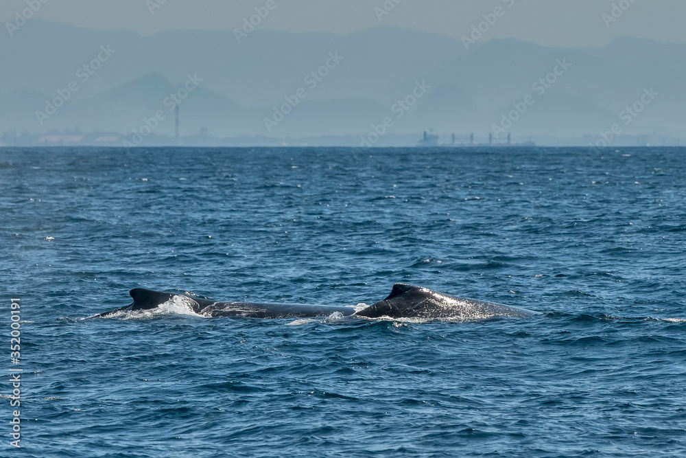 Fototapeta premium Humpback Whale photographed in Vitoria, Capital of Espirito Santo. Southeast of Brazil. Atlantic Ocean. Picture made in 2019.