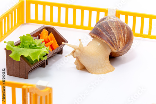 Funny snail Akhatina close-up crawls to the feeder with cabbage in a pen, fenced with a toy orange fence, on a white background. The concept of proper healthy nutrition. photo