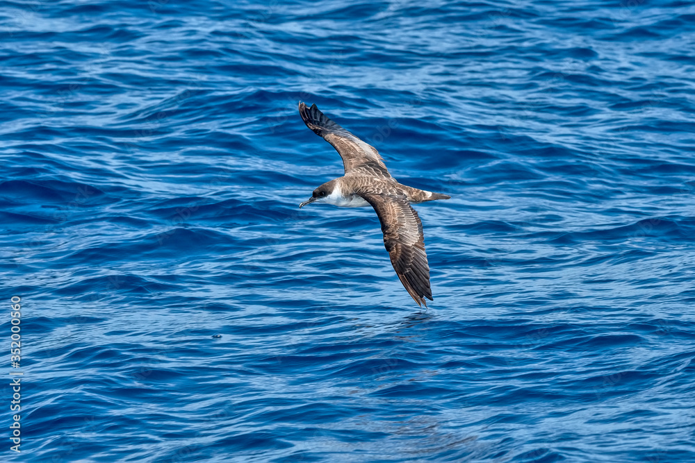 Great Shearwater photographed in Vitoria, Capital of Espirito Santo. Southeast of Brazil. Atlantic Ocean. Picture made in 2019. Great Shearwater photographed in Vitoria, Capital of Espirito Santo. Southeast of Brazil. Atlantic Ocean. Picture made in 2019.